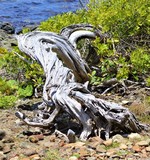 by Marie josé LAURIER