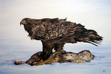 by John Houle