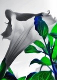 by Stillz Glossy