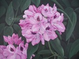 by Kathleen Brake