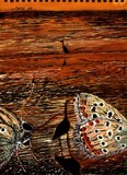 by Nira Dabush