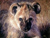 by Angela Drysdale