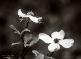 by Kimberly Tilley