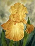 by Tanya Antimirova