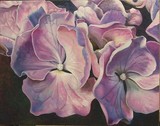 by Joyce Hutchinson