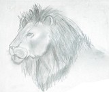 by Homayra Amirzada