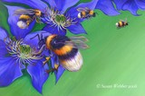 by Susan Webber