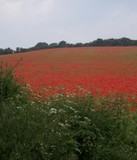 by sarah elphick