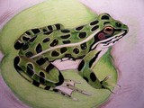 by Shannon Standard