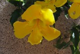 by Debra Kott