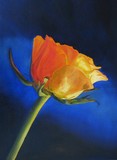 by Cene gál István
