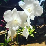 by Ivymae Alsola