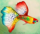by Stacey Mayer