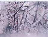 by Sylvia Jackovitch-Kallay