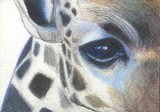 by Cynthia Couch