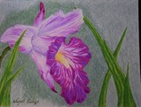 by Wendi Evans