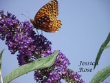 by Jessica Rose