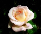 by Gabrielle Marie