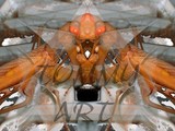 by TOMMY  BEAVER