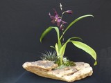 by Pedra Viva mini jardins