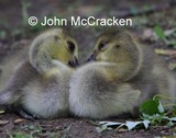 by John McCracken