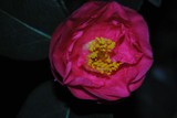 by Debra Kott