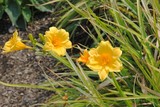 by Debra Kott