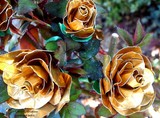 by Laura Grisham