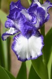by Marie josé LAURIER