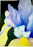 by Sandra Homer-Frantz