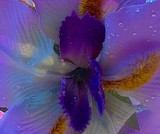 by Elizabeth O'Sullivan