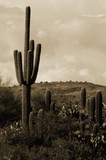 by CowGirlZen Artworks