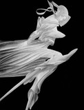by arno schaetzle
