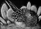 by Heather Ward