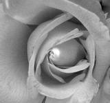 by Deborah Ingram