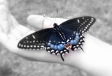 by Olga Osi