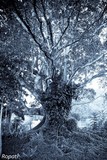 by Ropati Leaso-Cobb