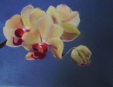 by linda lindall