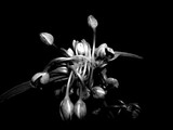 by Noemie  Carroll