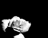 by Raymond  Gerena