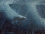 by Akvile Lawrence
