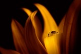 by Norbert G.