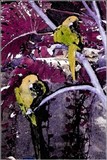 by Brenda Higgins