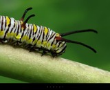 by hemant kumar