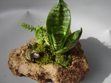 by Pedra Viva mini jardins