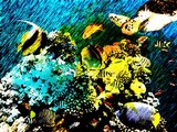 by karie Miller