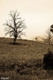 by Ropati Leaso-Cobb