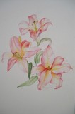 by jill madgwick