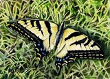 by patricia pushaw