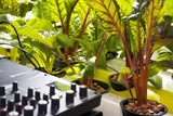 by PlantBot Genetics